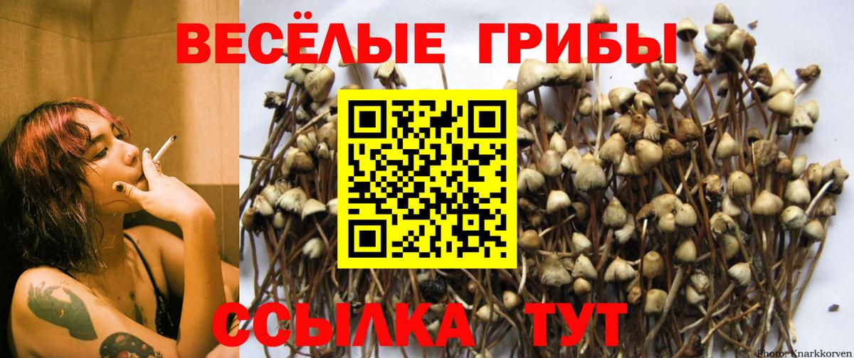 Галлюциногенные грибы Psilocybine cubensis Куйбышев