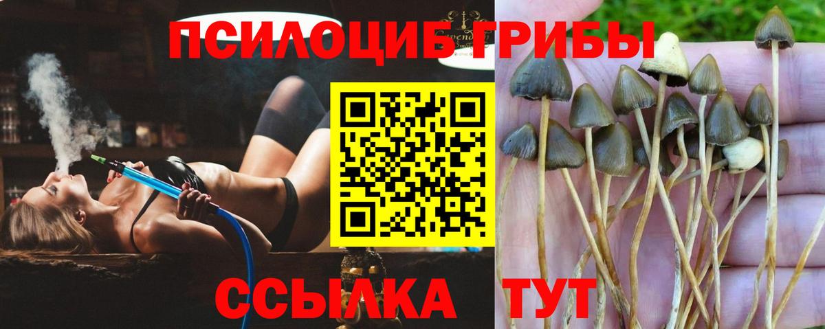 Куйбышев  Псилоцибиновые грибы GOLDEN TEACHER  Вход с VPN 